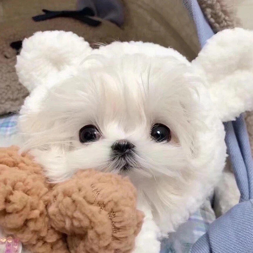 《狗狗总喜欢咬我:揭秘背后的原因与解决之道》